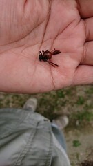 2717)A bee with a red abdomen on a hand(Photo taken at 13:14 on september 23, 2017)Euaspis basalis