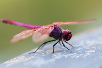 Close-up image of a magenta dragonfly resting on a stone with translucent wings and sharp focus on textures and colors, perfect for scientific, educational, and nature photography purposes.
