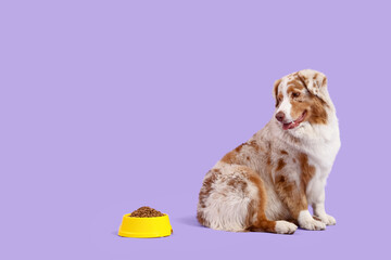 Cute Australian Shepherd dog and bowl with dry food on lilac background