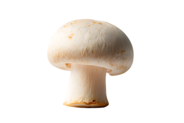 Single white button mushroom isolated on transparent background