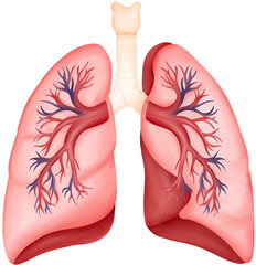 Human Lungs and Respiratory System