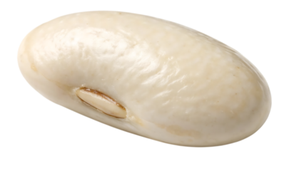 Single white kidney bean isolated on transparent background