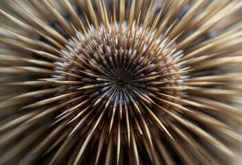 Brown and dark center of a thistle head with spikes extending outwards