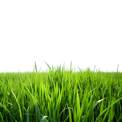 Green grass field under bright blue sky symbolizing nature’s calm, isolated PNG