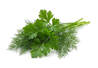 Fototapeta premium Fresh green herbs parsley and dill tied together on white background