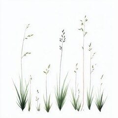 Illustration of various grass and grass-like plants