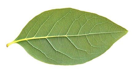 Obraz premium Close-up view of a leaf's intricate vein structure.