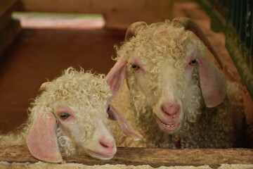 close up corriedale sheep in farm, cute animal wallpaper background.