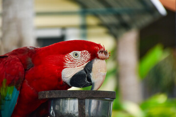 Large red scarlet macaw (Ara macao) perched on a branch. Select and soft focus.