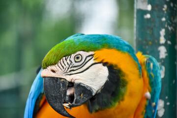 Description
The Blue-and-yellow Macaw (Ara ararauna), also known as the Blue-and-gold Macaw, is a member of the group of large Neotropical parrots known as macaws