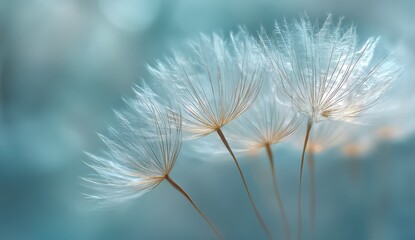 Delicate dandelion seeds against a soft teal backdrop
