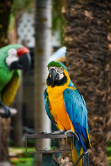 Description
The Blue-and-yellow Macaw (Ara ararauna), also known as the Blue-and-gold Macaw, is a member of the group of large Neotropical parrots known as macaws