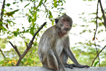 Monkey with cute baby, mother and child sitting on branch at open zoo Thailand.