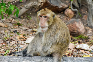 Monkey with cute baby, mother and child sitting on branch at open zoo Thailand.