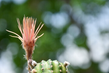 Beautiful blooming cactus, selective focus blurred green nature background. Hobby during work from home concept