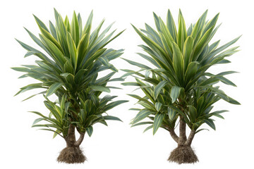 Fototapeta premium Two tall green leafy plants with brown fibrous roots isolated on transparent background