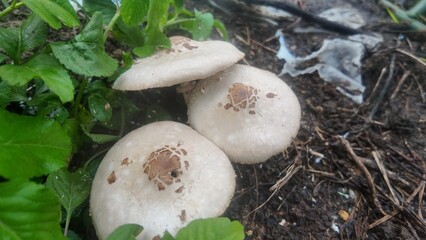 Close-up of three wild mushrooms growing on fertile soil surrounded by green leafy plants in a tropical garden. Natural outdoor fungi after rain. Organic agriculture and forest biodiversity.
