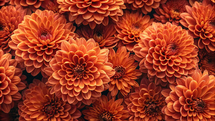 Warm copper and bronze dahlias display rich fall colors, showcasing layered petals in shades of orange, rust, and golden brown.