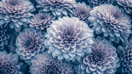 Layered purple and blue dahlias create mesmerizing patterns with delicate petals radiating from dense centers in monochromatic harmony.