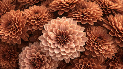 Rich bronze and copper colored dahlias clustered together, showcasing warm autumn tones with perfectly symmetrical petals in luxurious floral arrangement.