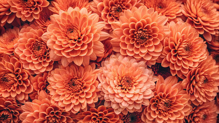 Bright orange chrysanthemums densely packed displaying bold autumn colors with intricate petal details and warm seasonal floral arrangement aesthetic appeal.
