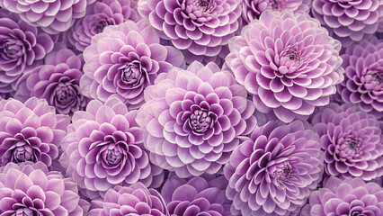 Stunning arrangement of purple dahlias with layered petals creating a dense floral carpet in various shades of lavender and violet.