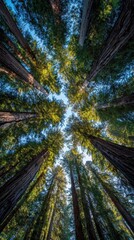 Fototapeta premium Tall trees reach to the sky in a sunlit forest; Environment awareness campaign