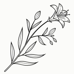 Detailed Line Drawing of a Single Slen