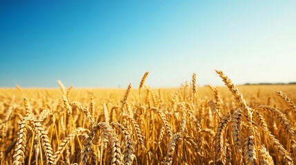 Golden Wheat Field Under a Clear Blue Sky on a Sunny Day, Agriculture Scene