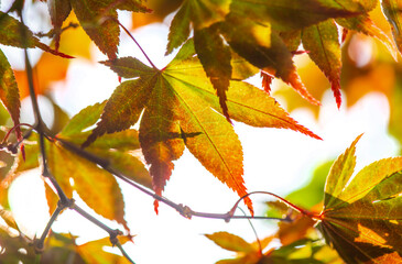 closeup on red leaf of a japanese maple tree on white background