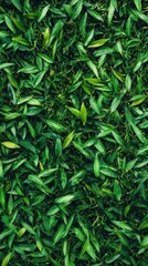Lush Green Leaf Texture.