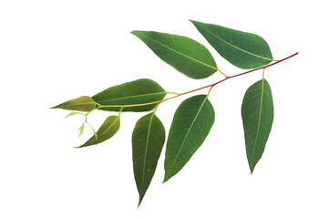 green Eucalyptus leaves isolated on white