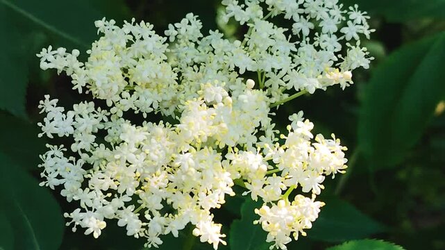 Close-up of delicate white elderflower blossoms.