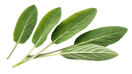Obraz premium Fresh sage leaves isolated on transparent background