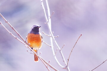 枝にとまるジョウビタキのオス