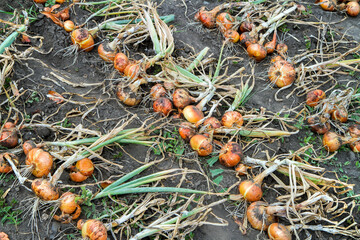 Rows of freshly harvested onions in the vegetable garden. Harvesting natural vegetables in the field.