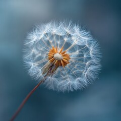 Fototapeta premium Dandelion clock seeds dispersing in a blur, background for botanical publication