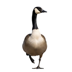 Obraz premium Canada goose walking on one leg brown and black feathers isolated on transparent background