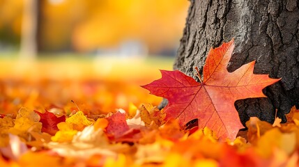 Vibrant autumn leaves on the forest floor.