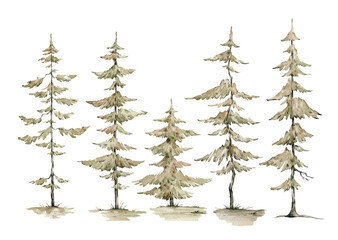 Watercolor set with trees, fir-trees. Pine, spruce. Forest elements for landscape