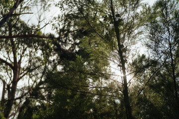 sun through trees