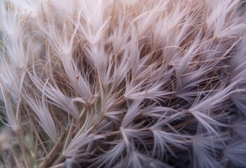 Soft Plant Texture	Close-up of a soft, fuzzy plant texture.