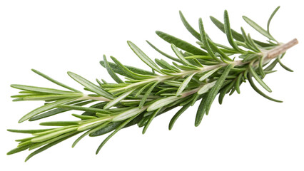 Fresh rosemary herb sprig isolated on transparent background