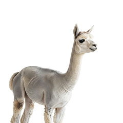 Obraz premium Light gray alpaca standing profile view isolated on transparent background