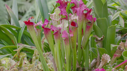 a shot of pitcher plants growing in singapore botanic gardens of singapore