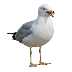 Fototapeta premium Ring-billed Gull bird image with open beak and gray wings isolated on transparent background