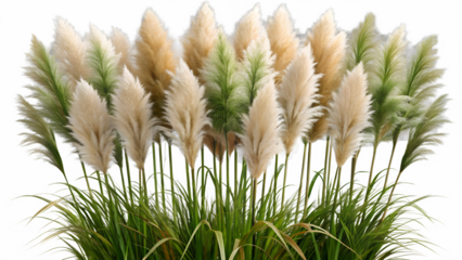 Pampas Grass Plumes with Green Tones Isolated on Transparent Background on white background