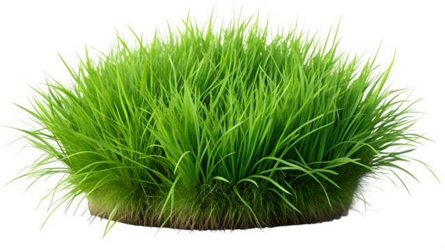 Clump of Fresh Green Grass Isolated on Transparent Background on white background