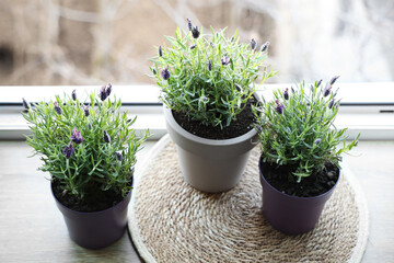 Mat and pots with lavender flowers on windowsill at home