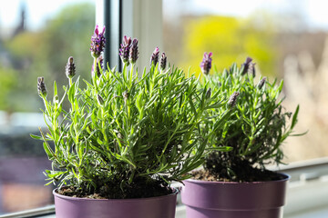 Potted lavender plants on sunny windowsill, home gardening and natural decor, aromatic herbs for relaxation and wellness © Pixel-Shot
